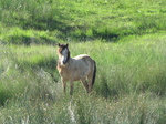 SX29208 Wild horse in Black Mountains.jpg